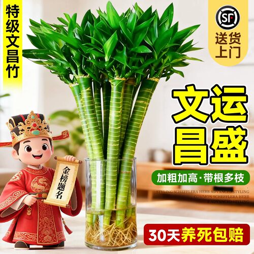 龙竹文昌竹水培带根易养招财
