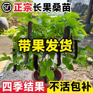 长果桑葚树苗台湾桑椹桑甚带果桑树活苗嫁接盆栽室内果树果苗阳台