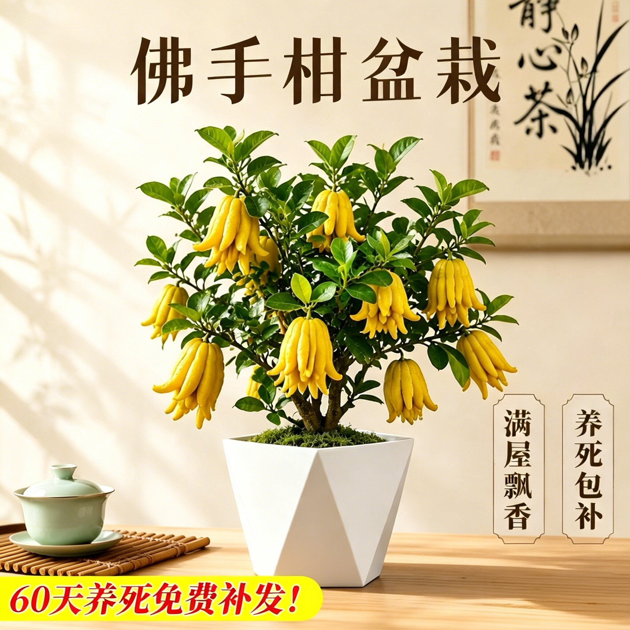 金华佛手树苗果期带果客厅阳台四季好养佛手柑盆栽食用观赏盆景