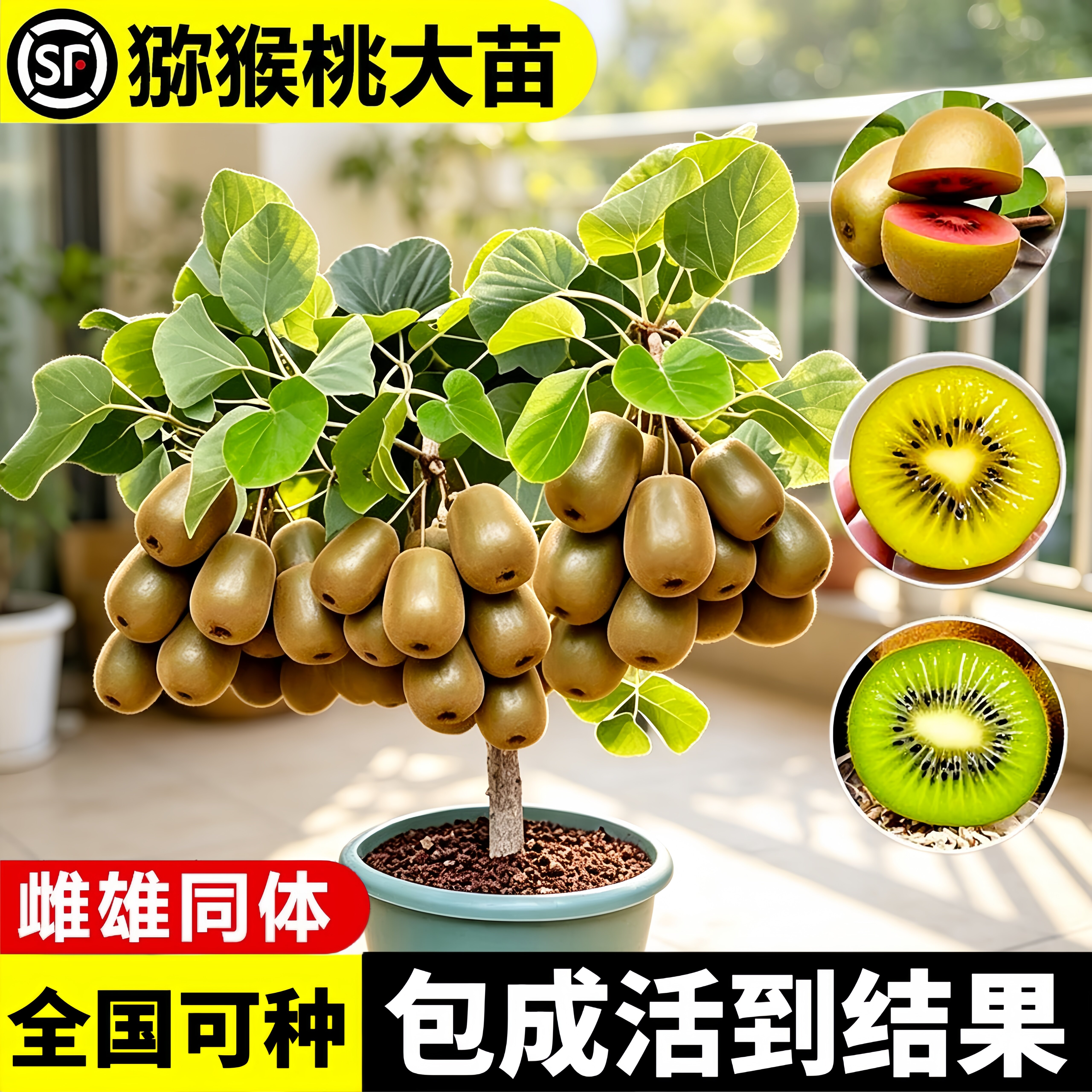 红心猕猴桃树苗当年结果好养图片