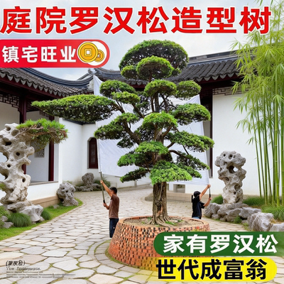 2米高罗汉松造型树四季常绿