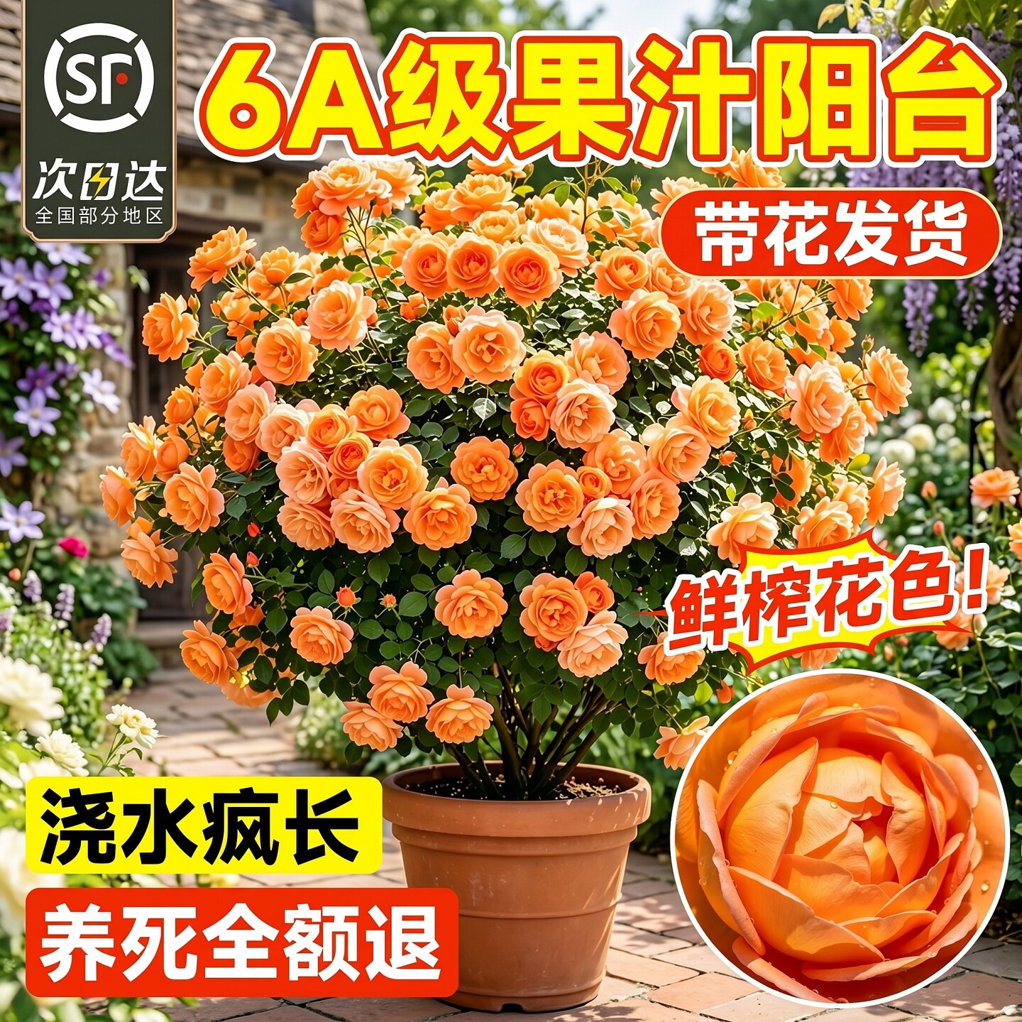 果汁阳台月季花苗灌木大花浓香庭院阳台花园开花玫瑰盆栽特大花卉