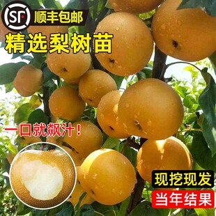 云南梨树果苗嫁接大苗翠冠梨树黄花梨地栽盆栽树苗南北方当年结果