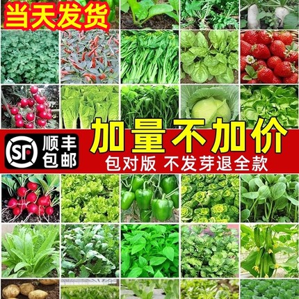 四季蔬菜种子菜种籽菜园盆栽小白菜辣椒黄瓜萝卜蔬菜种孑籽种大全