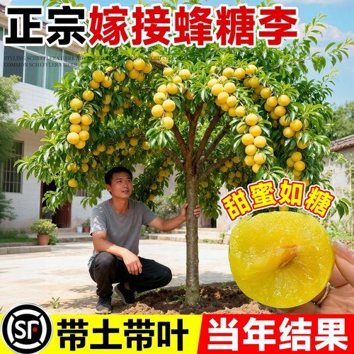 特大蜂糖李子树苗嫁接苗正宗脆甜三华李子庭院别墅地栽盆栽好养活
