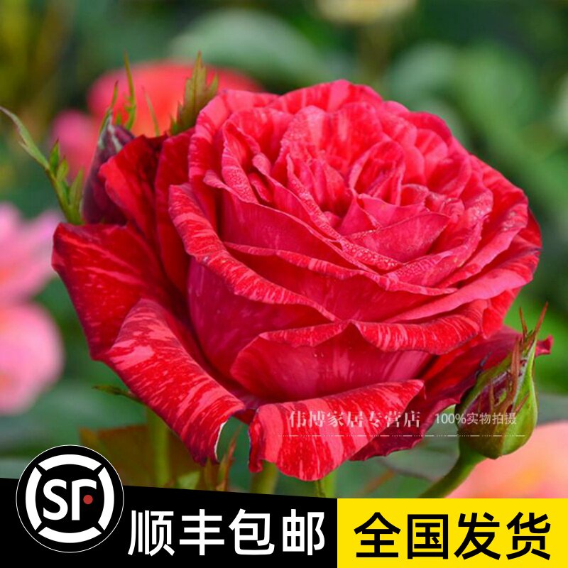 法国条纹切花月季 红色直觉 灌木多季节群开 中到大花 抗病性极强