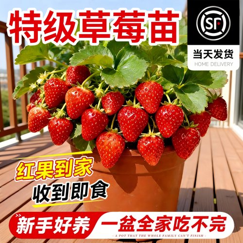 红颜奶油草莓苗盆栽四季结果