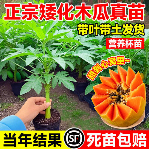 正宗牛奶红心木瓜嫁接果苗