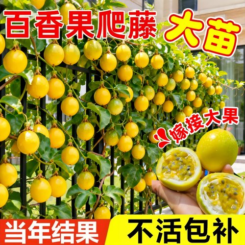特大黄金百香果嫁接苗当年结果