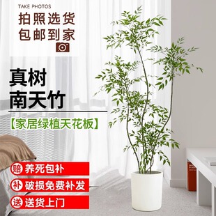 精品南天竹真树大型盆栽办公室内火焰老桩树苗盆景四季常青蓝天竺