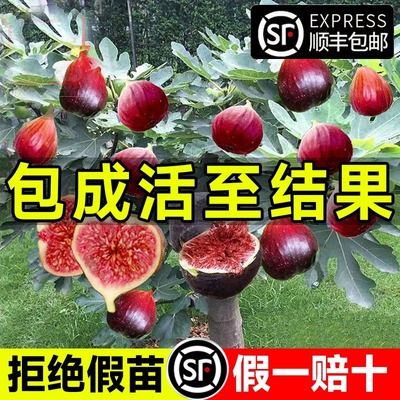 无花果树果苗特大果庭院阳台