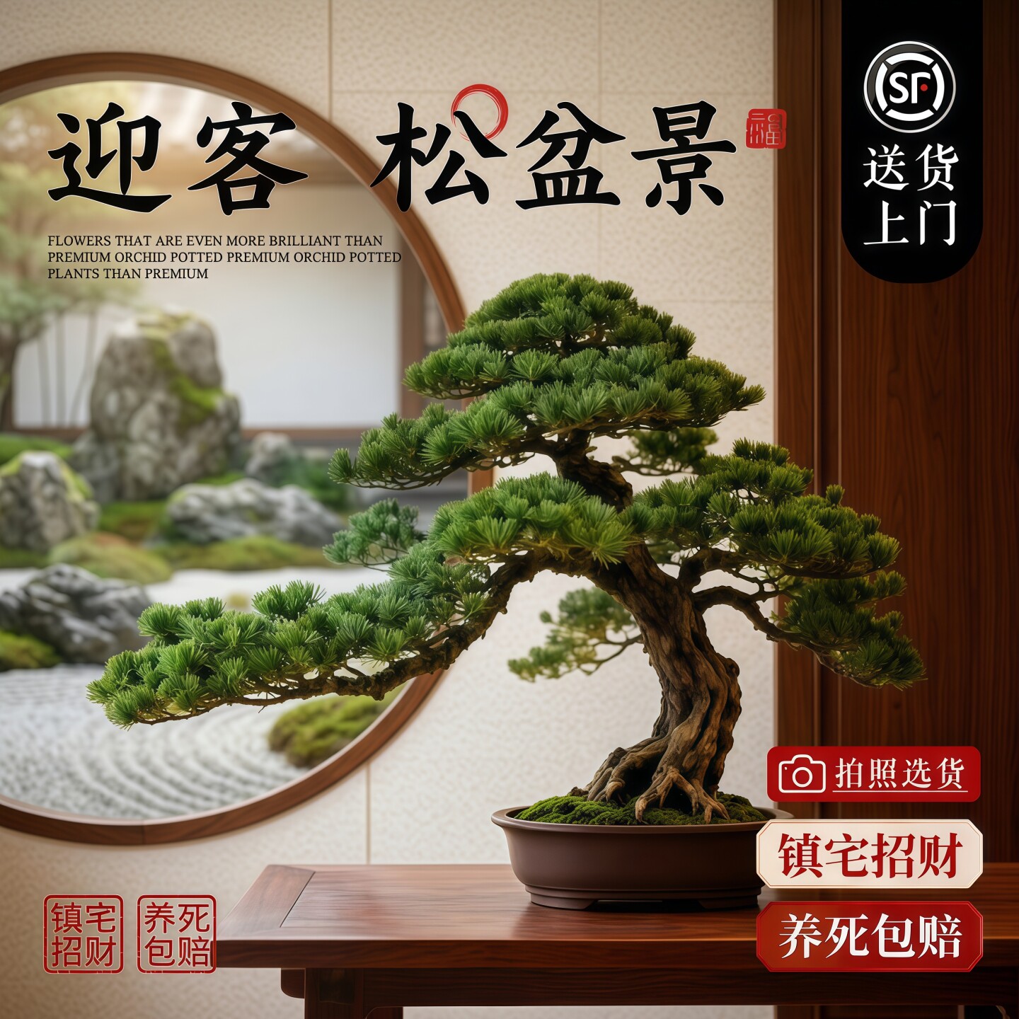 罗汉松盆景植物迎客松造型盆栽室内客厅阳台庭院耐活好养老桩真树