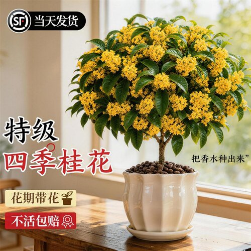 大盆四季桂花老桩浓香可食用