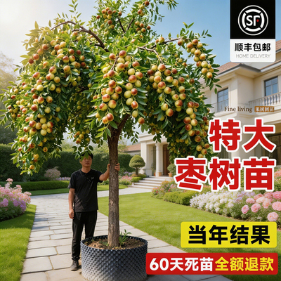 沾化冬枣树苗当年结果南北可种