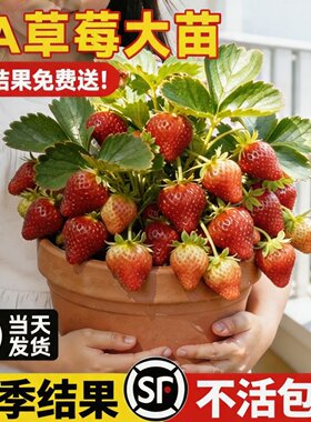 5A奶油草莓红颜脱毒大苗盆栽