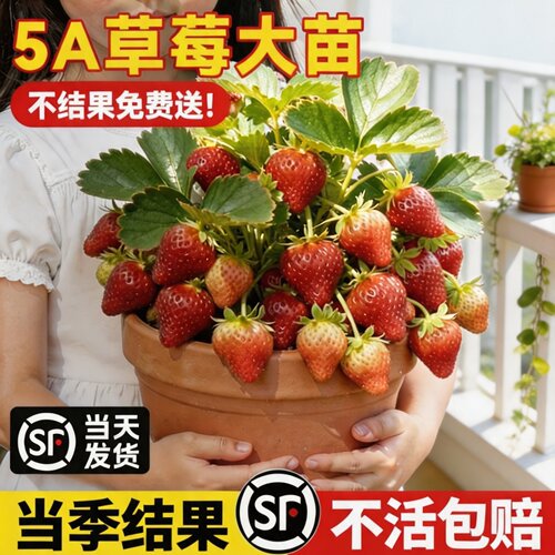 5A奶油草莓红颜脱毒大苗盆栽