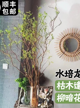 龙柳鲜枝干枝水培植物四季常青