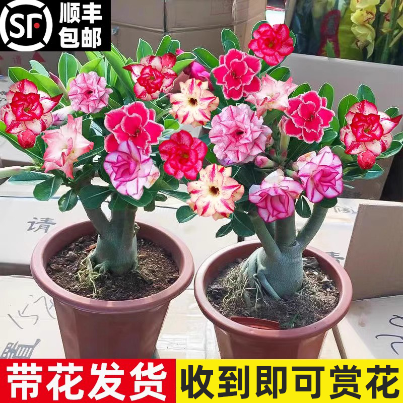 沙漠玫瑰室内客厅花卉四季开花