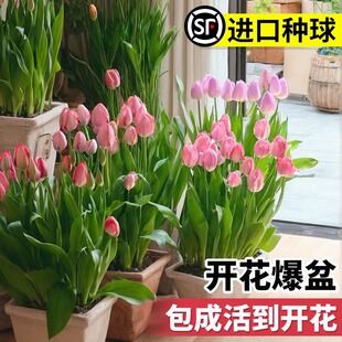 郁金香种球种子盆栽土培水培带花苞原生五度球花卉好养活水仙百合