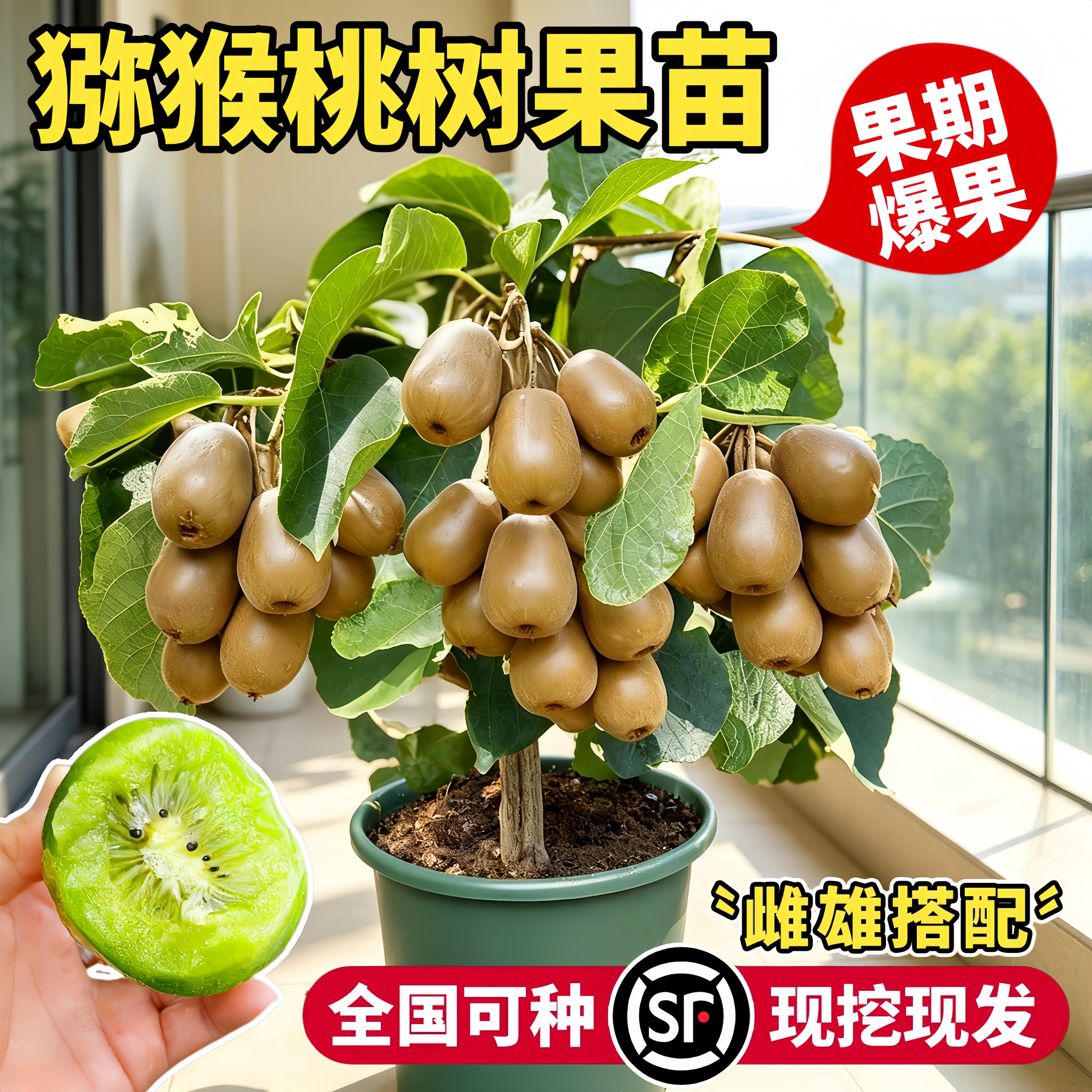 红心猕猴桃树苗当年结果阳台盆栽图片