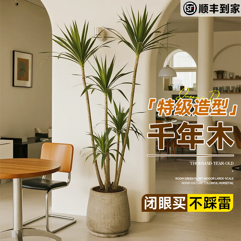 千年木客厅龙血木大盆栽