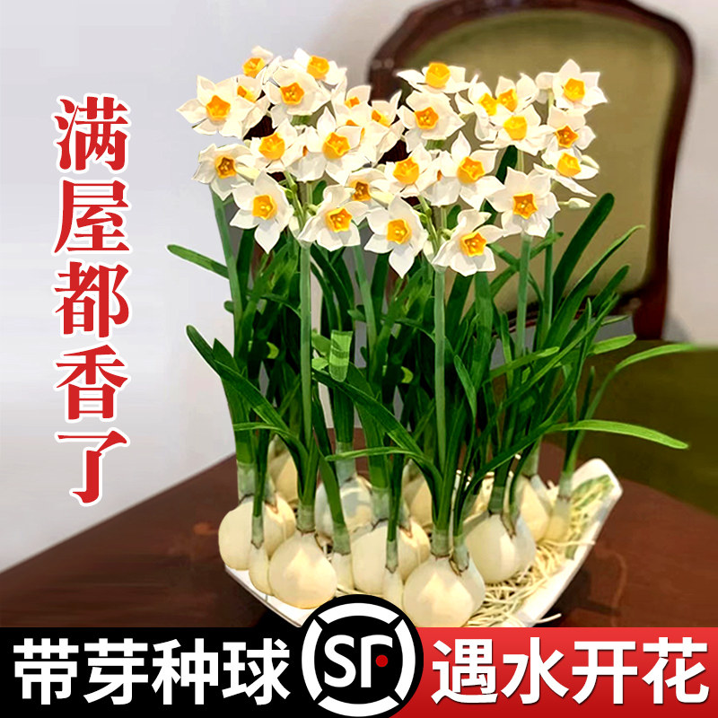 水仙花种球盆栽水养植物四季开花办公桌面室内花卉水培绿植好易活