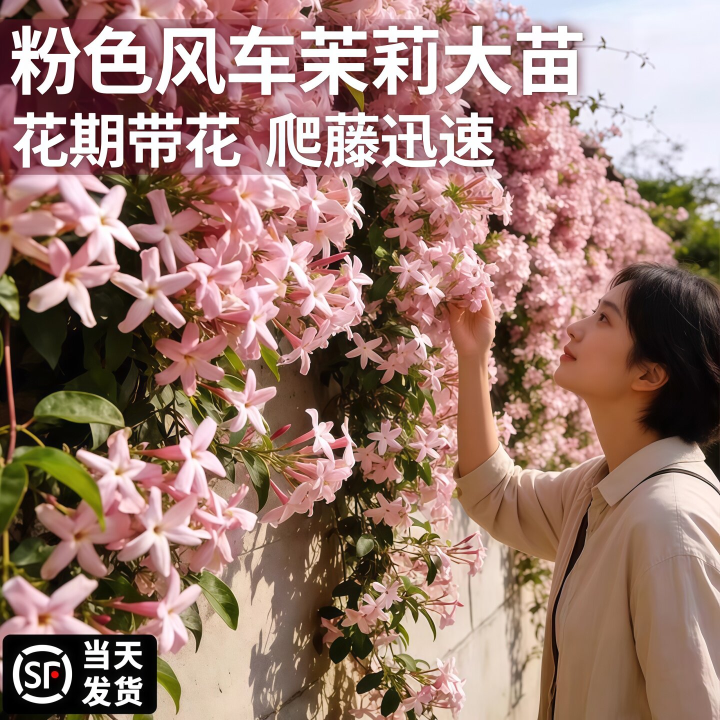 粉色风车茉莉特大苗爬藤植物棒棒糖老桩庭院阳台盆栽耐寒易活花卉