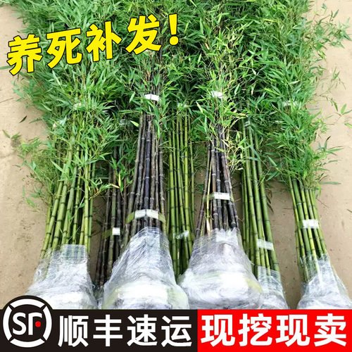 竹子苗庭院观赏植物抗冻紫竹苗
