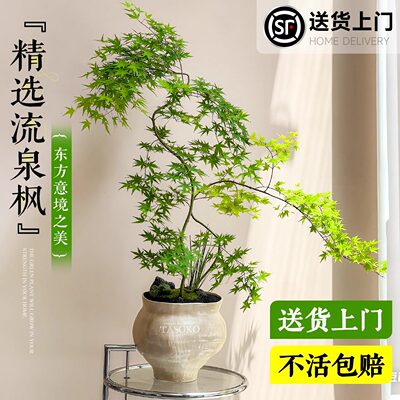 黄金流泉枫室内盆景禅意好养