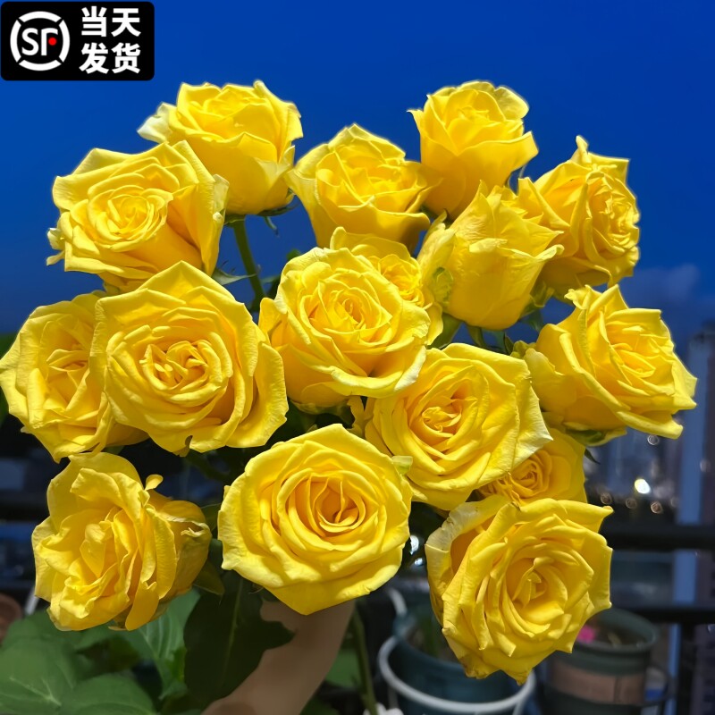 金枝玉叶月季花苗黄色大花玫瑰树苗室内阳台绿植盆栽植物四季开花