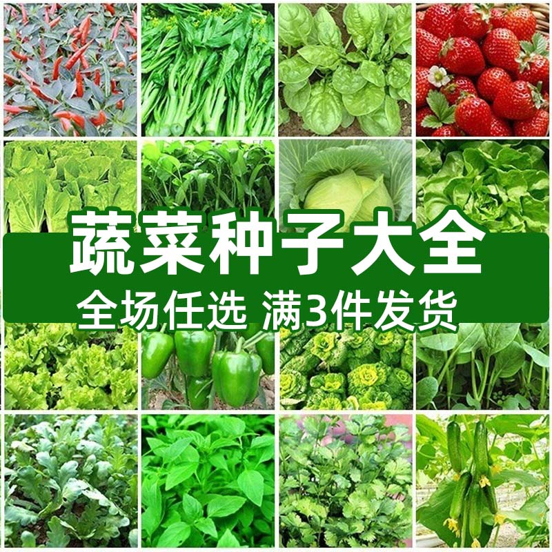 蔬菜种子四季播盆栽阳台庭院香菜青菜黄西瓜生菜小葱番茄籽孑大全