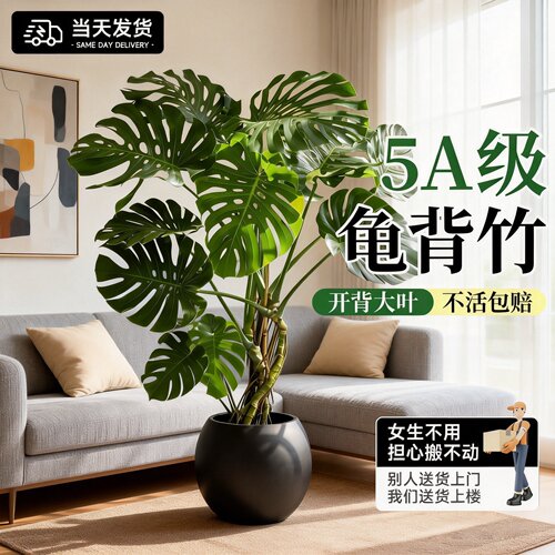 龟背竹大型落地盆栽好养客厅