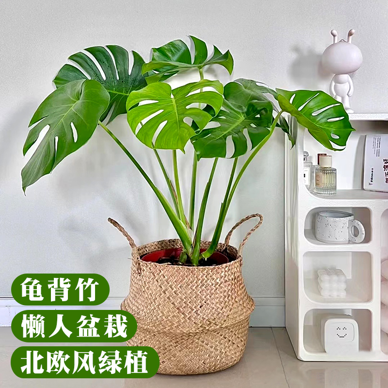 四季常青龟背竹水培植物大型盆栽