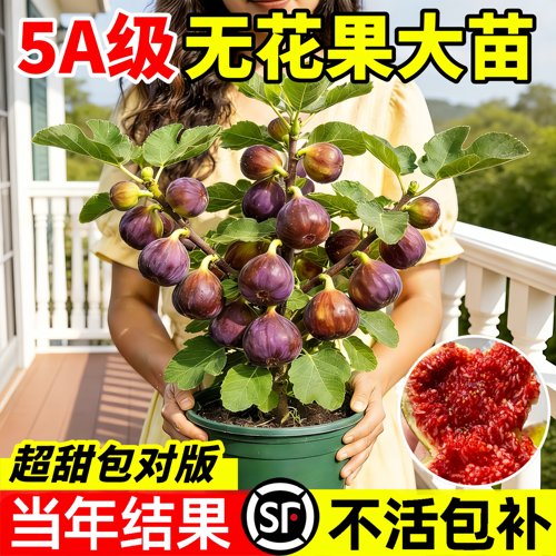 无花果盆栽特大果紫色波尔多