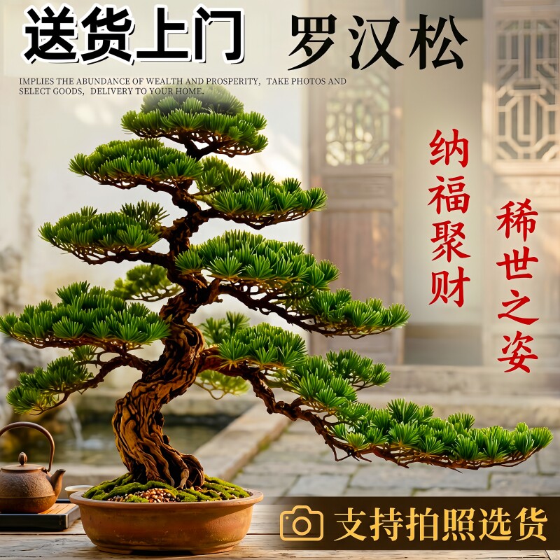 正宗罗汉松盆景迎客松真树小型老桩庭院造型树客厅绿植室内好养活