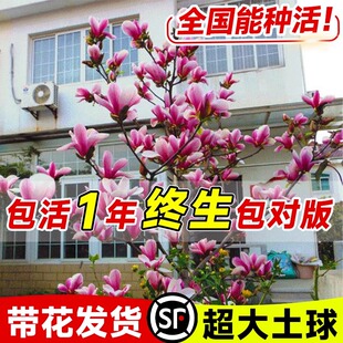 玉兰花树苗带花苞红白紫广玉兰室外矮化庭院四季花卉盆栽绿化大树
