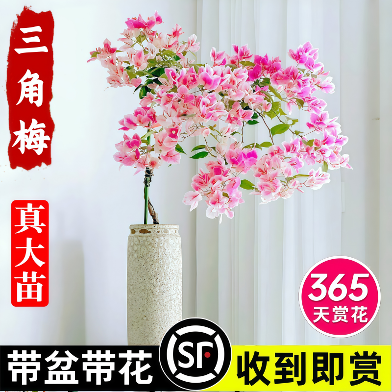 三角梅盆栽带花老桩花卉绿植物