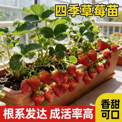 四季结果奶油大果草莓苗穴盘苗