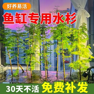 水杉鱼缸造景水培溪流缸盆栽盆景鱼池水生植物绿植室内外水草客厅