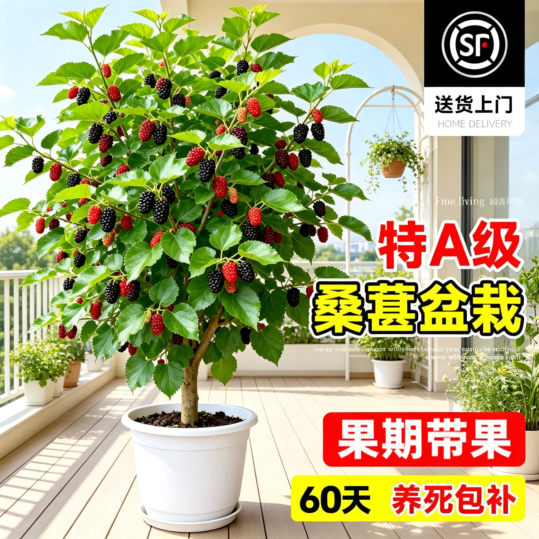 桑葚树苗当年结果南北四季盆栽地图片