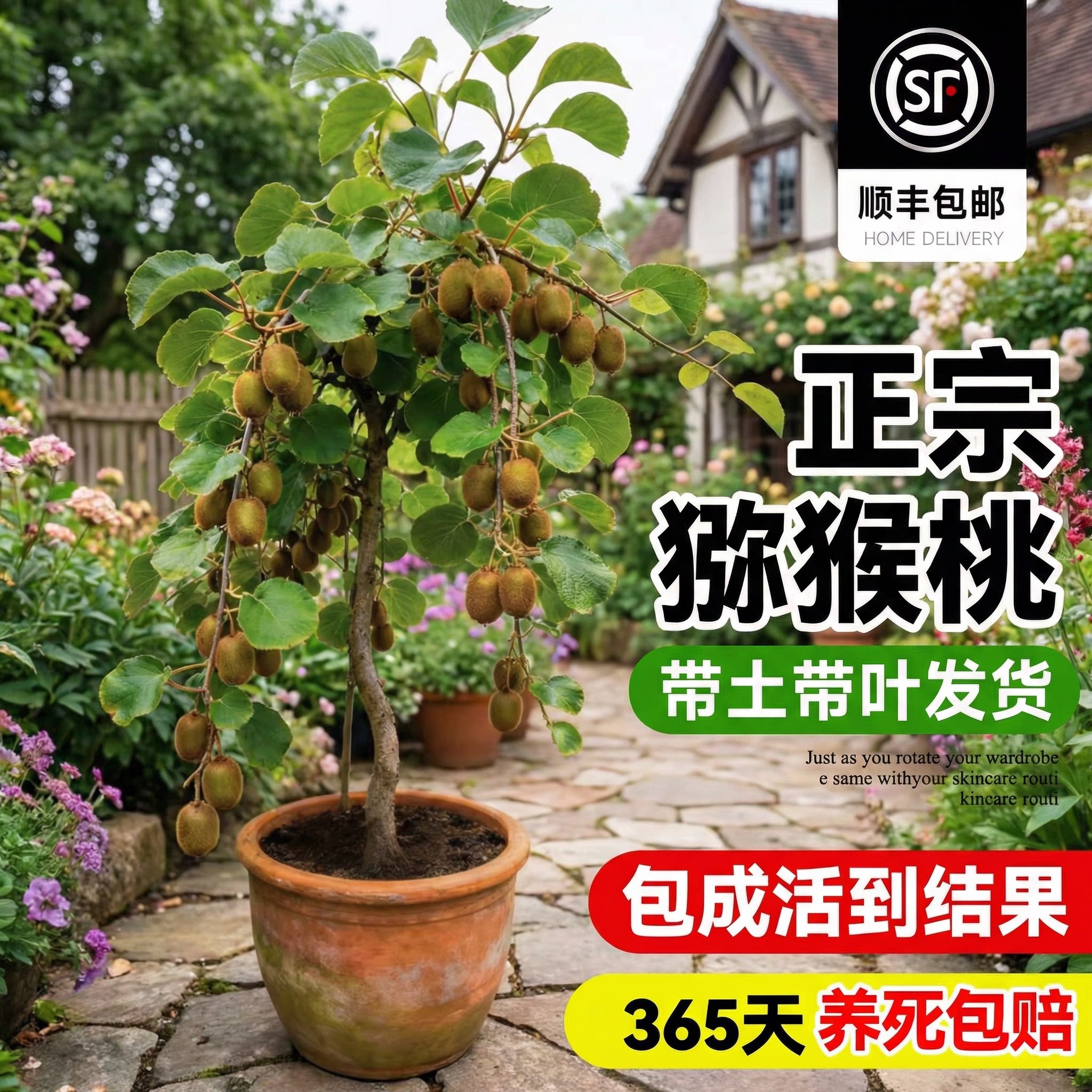 猕猴桃树果苗红肉软枣猕猴桃苗图片