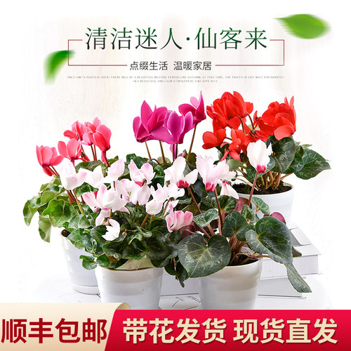 仙客来兔耳花四季开阳台年宵盆栽