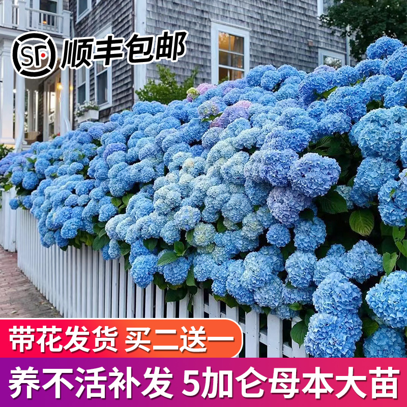 绣球花苗大花无尽夏绣球花盆栽带花卉室内庭院木绣球鲜花老桩植物