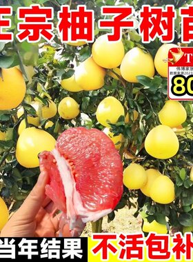红心蜜柚广西大沙田柚嫁接