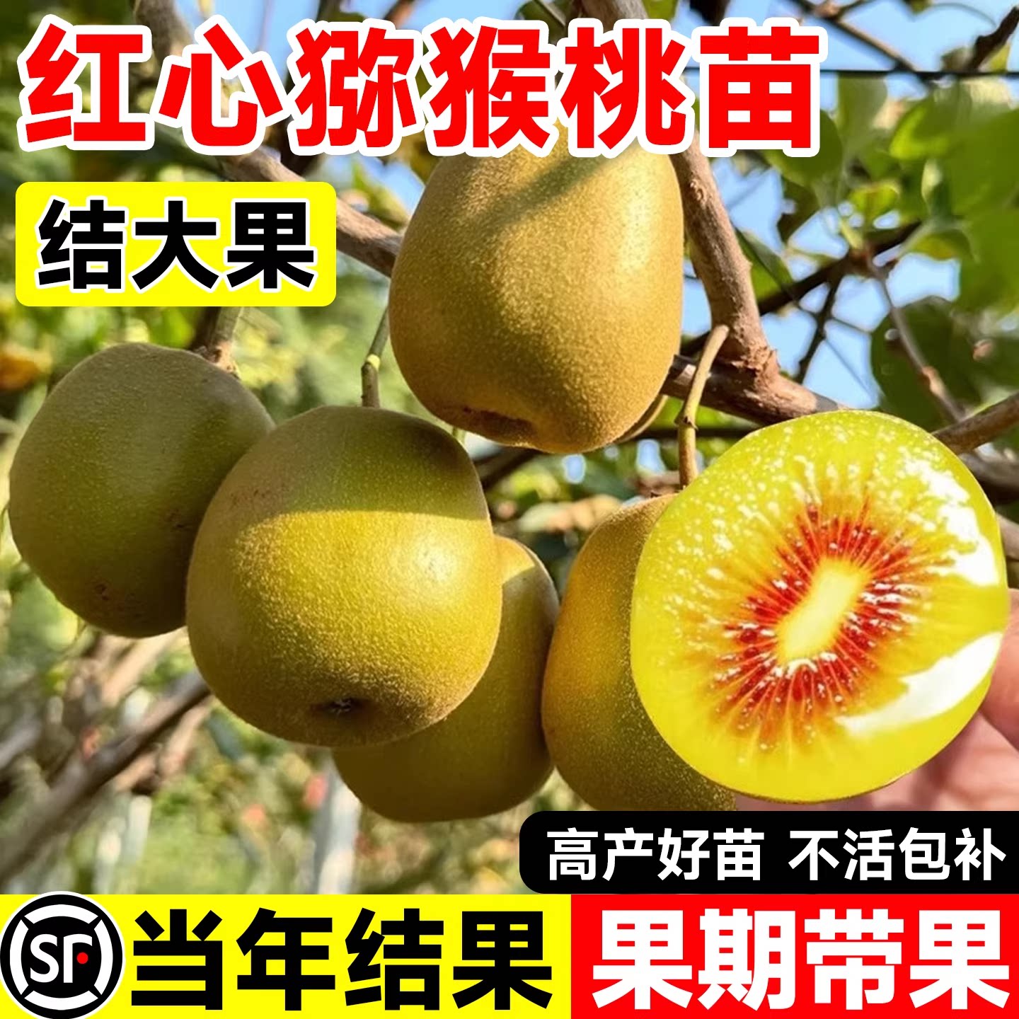 猕猴桃树果苗红肉软枣猕猴桃苗图片