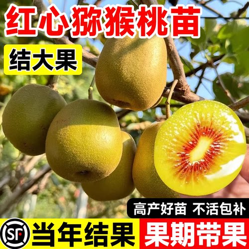 猕猴桃树果苗红肉软枣猕猴桃苗