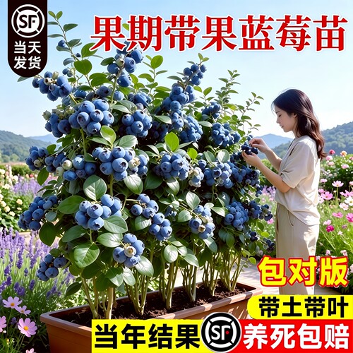 特大号蓝莓盆栽带果南北可种