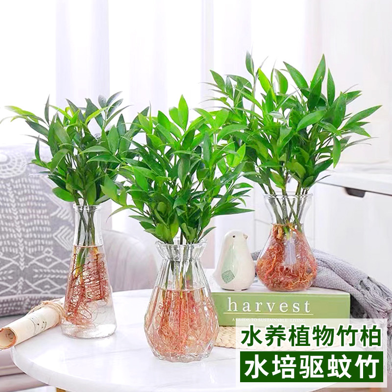 水培驱蚊竹富贵竹水养植物竹柏室内客厅好养绿植花卉盆栽四季常青