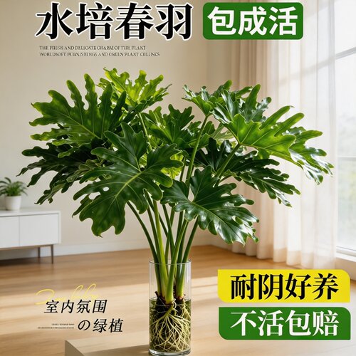 水培春羽大叶室内绿植懒人好养