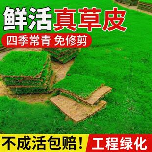 草皮真草坪带泥土别墅花园绿化四季青果岭草台湾草马尼拉草皮带土